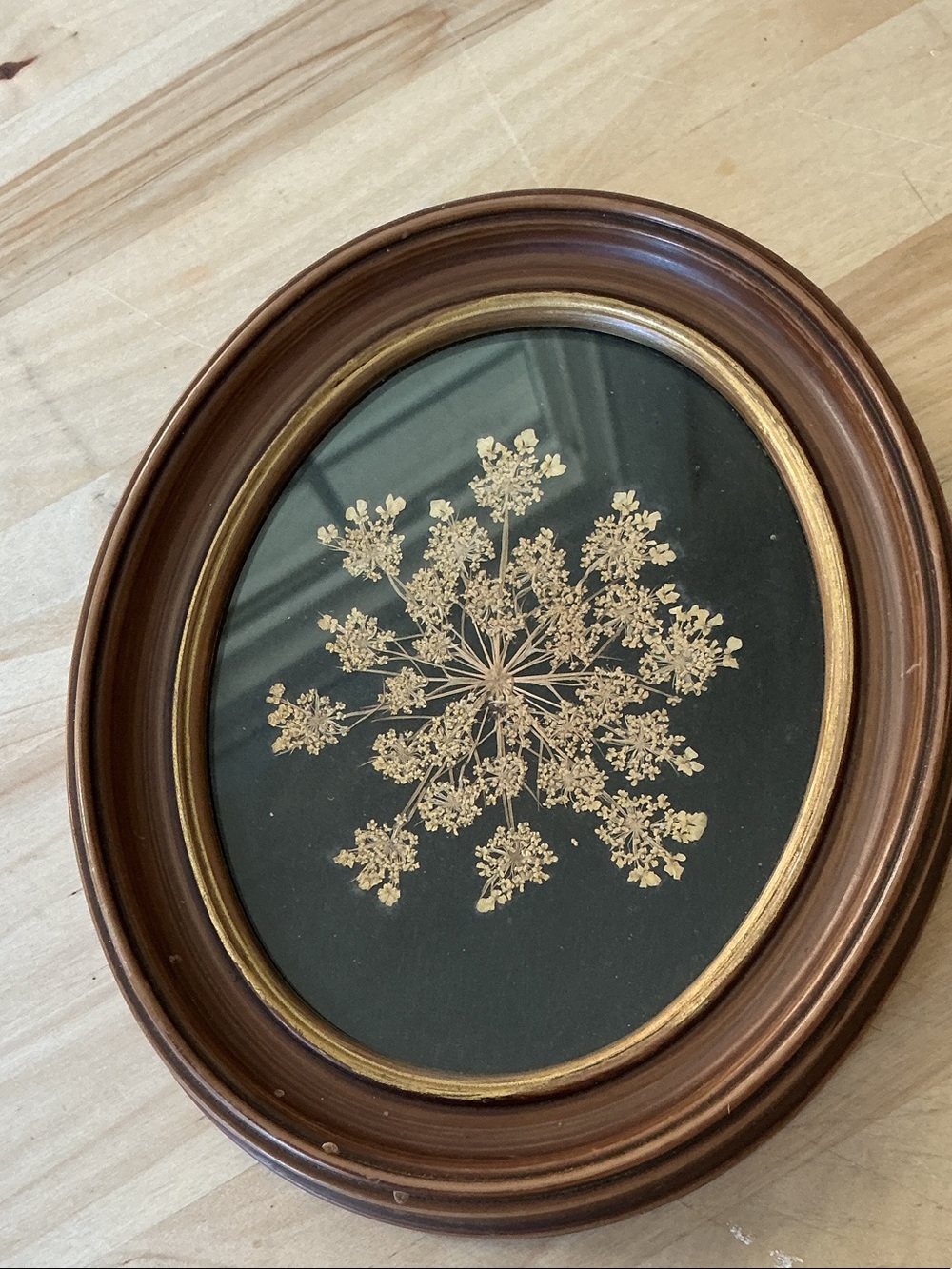 Pressed Queen Anne's Lace Floral Wall Art in Brown and Gold Plastic Frame